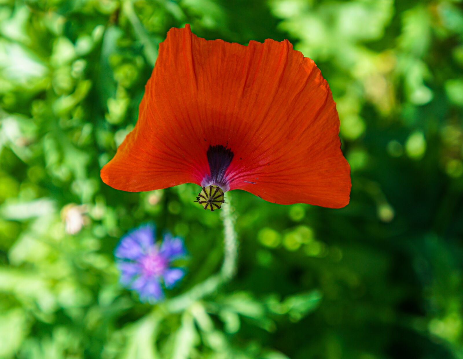 Tamron 18-200mm F3.5-6.3 Di III VC sample photo. Poppy, flower, poppies photography