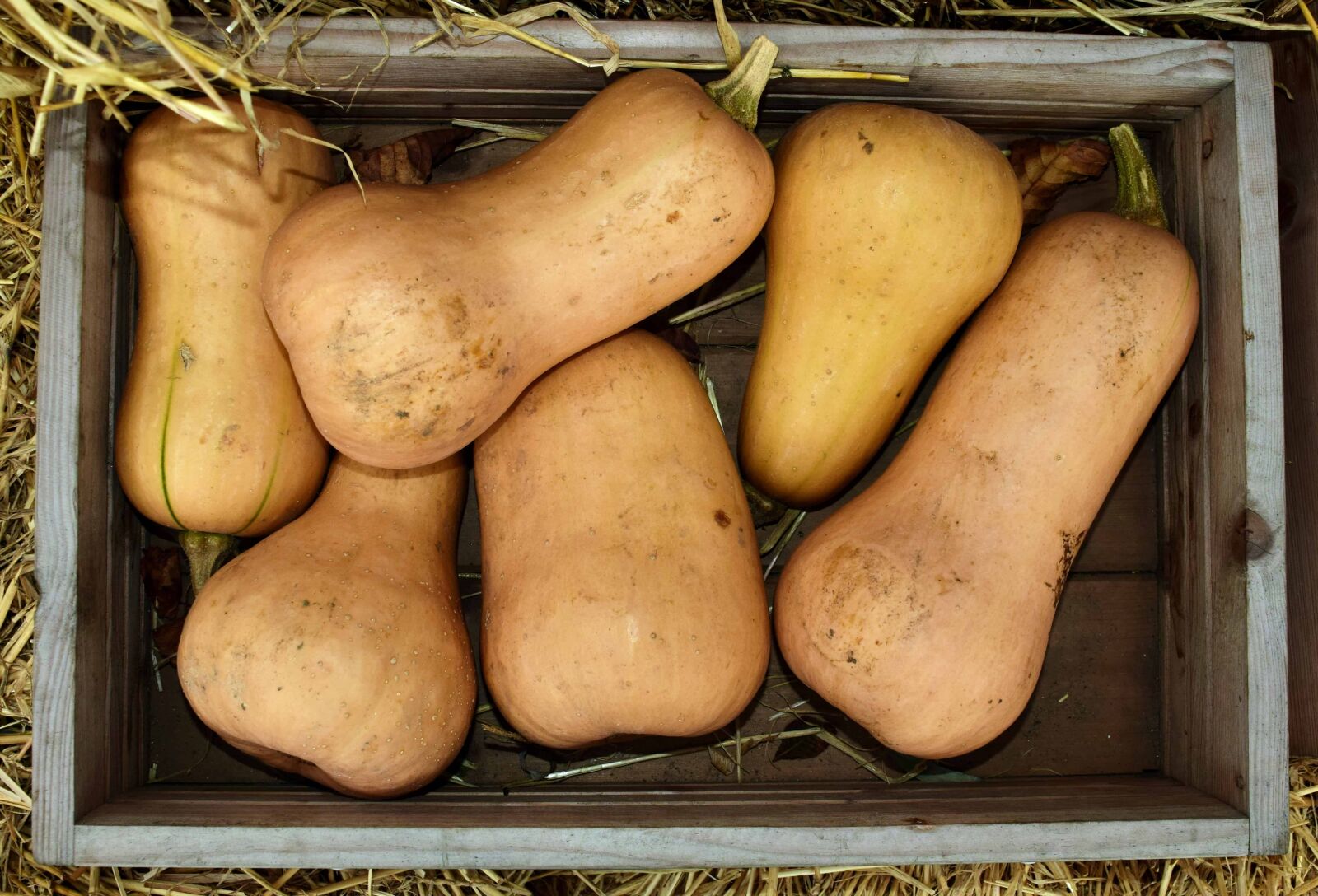 Nikon D3300 sample photo. Market, food, pumpkin, vegetable photography
