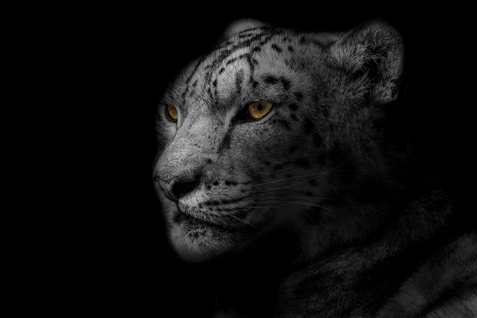 Sony a6000 + E 60mm F2.8 sample photo. Leopard, animal, design photography