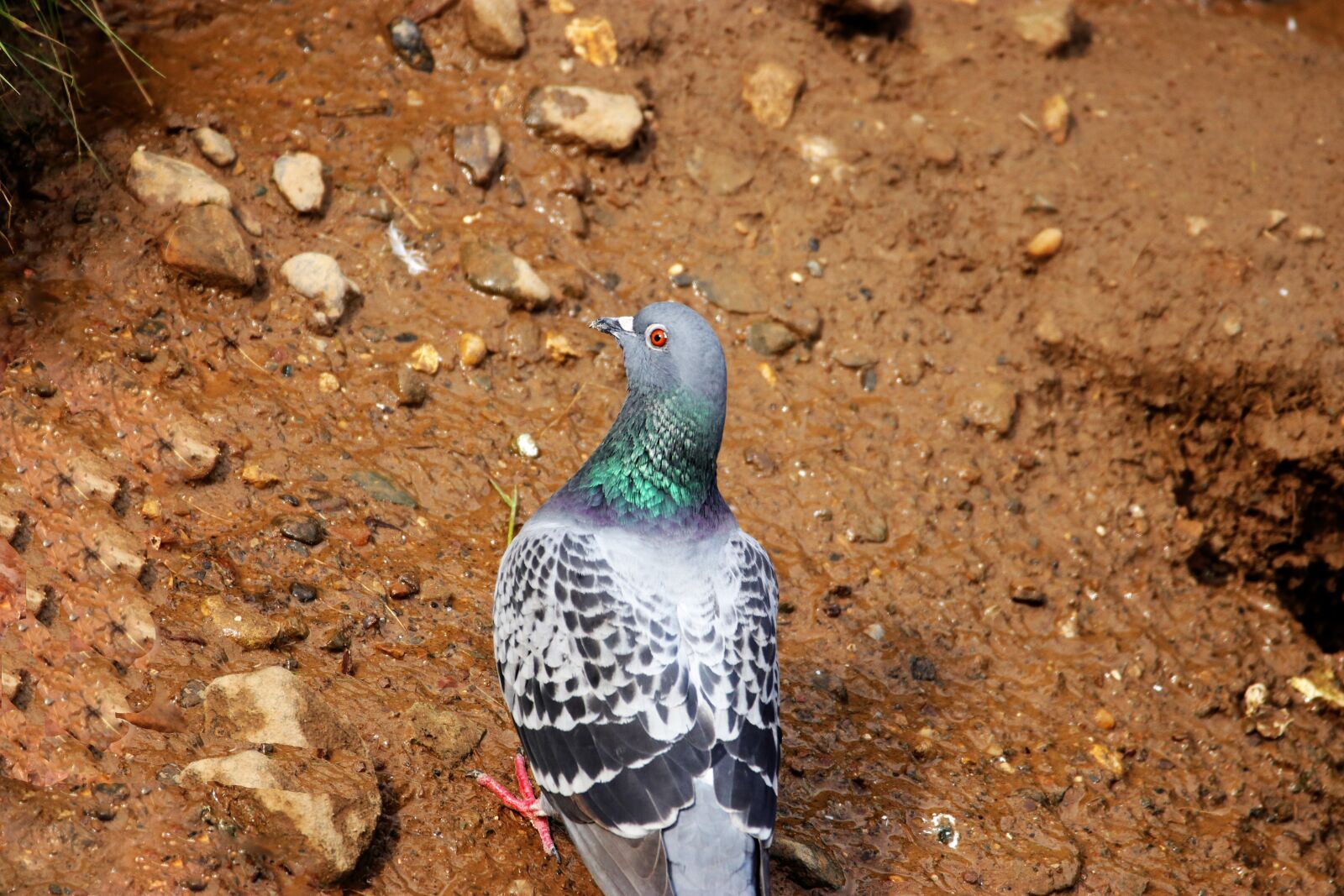 Canon EOS 80D sample photo. Pigeon, bird, dove photography