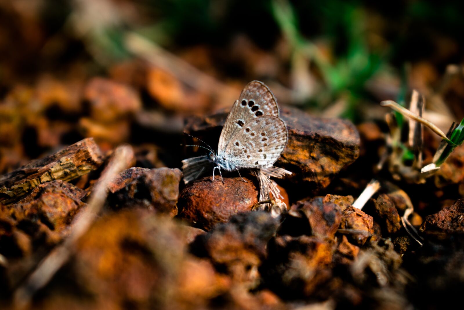 Nikon D5300 sample photo. Little butterfly, butterfly-insect, nature photography