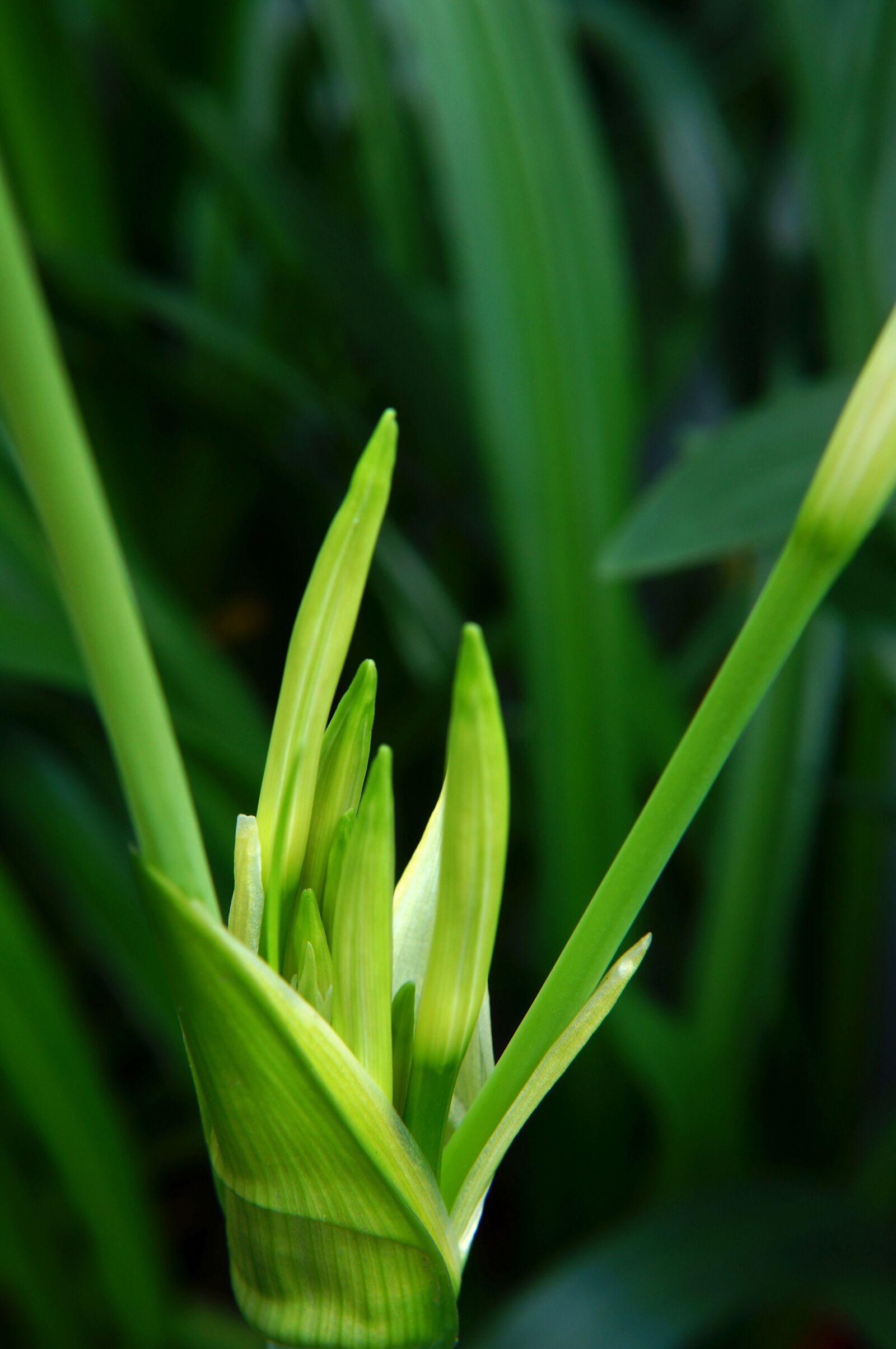 Sony Alpha NEX-F3 + Sony E 18-55mm F3.5-5.6 OSS sample photo. Flower buds, natural, green photography