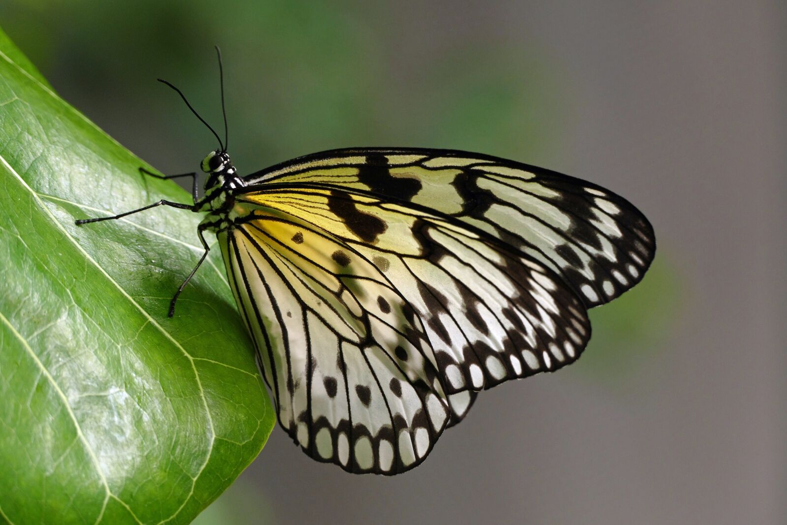 Panasonic Lumix DMC-FZ1000 sample photo. Butterfly, paper kite, macro photography