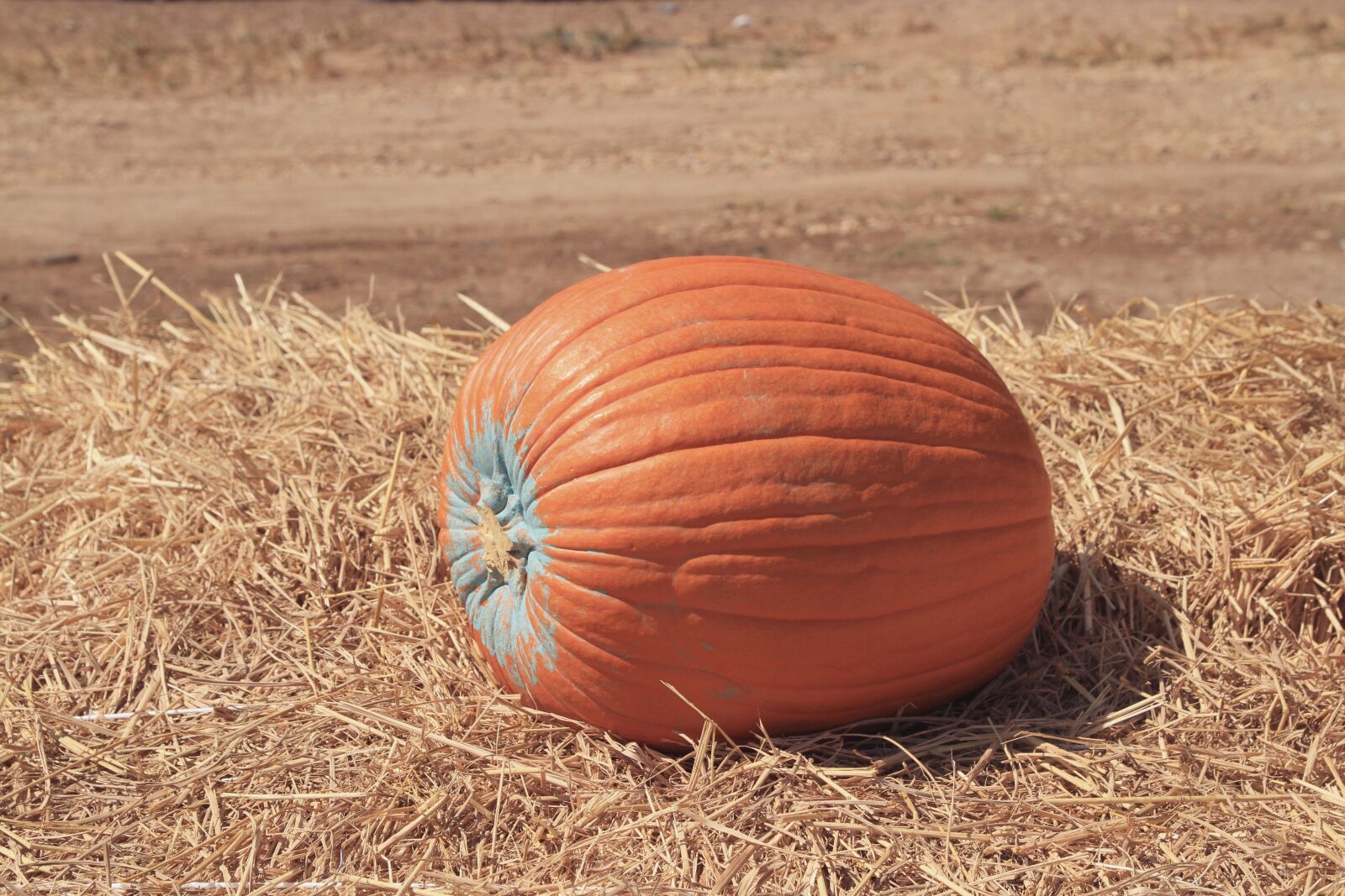Canon EOS 7D sample photo. Farm, festival, food photography