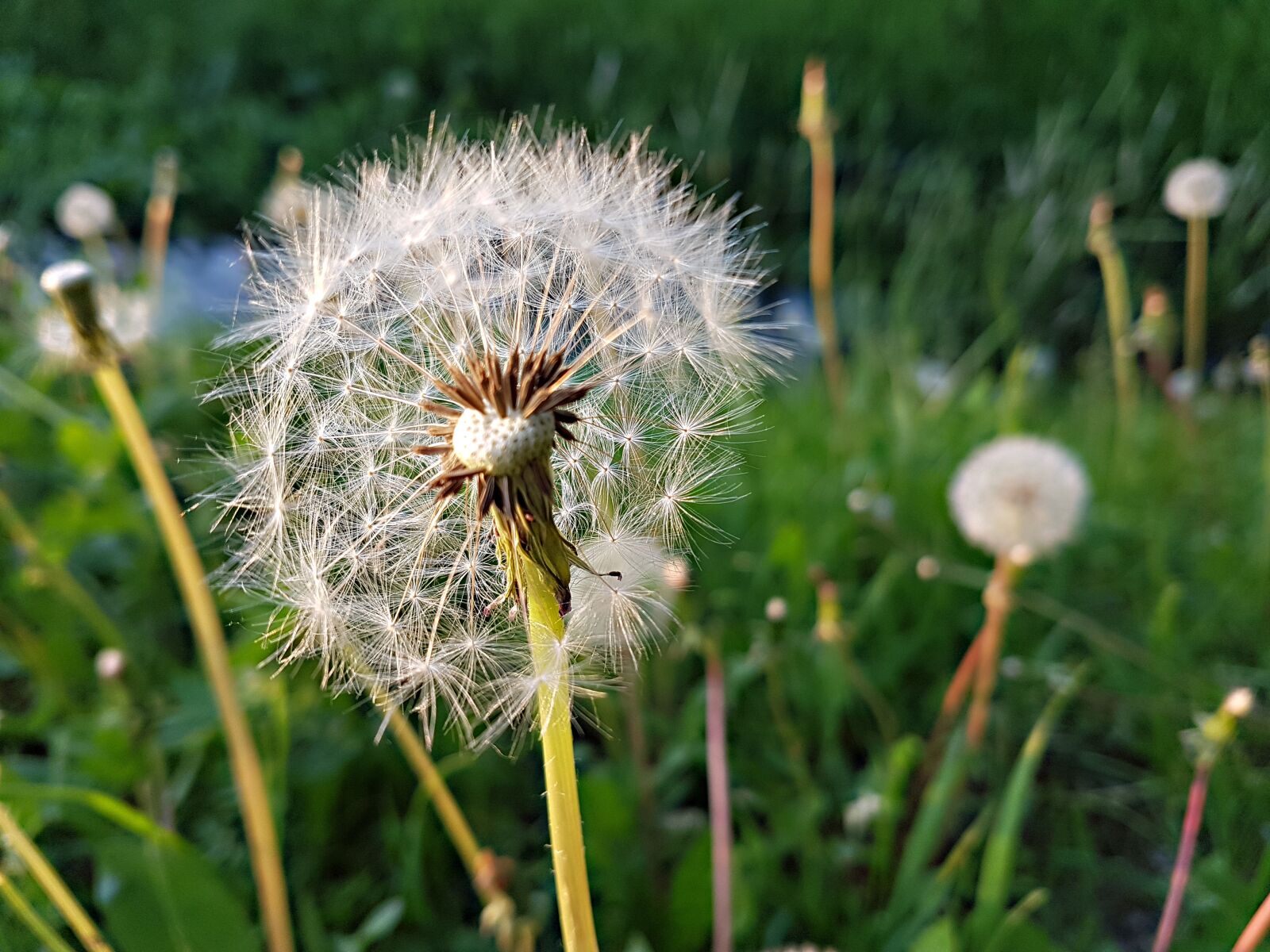 Samsung Galaxy S7 Edge sample photo. Dandelion, nature, lawn photography