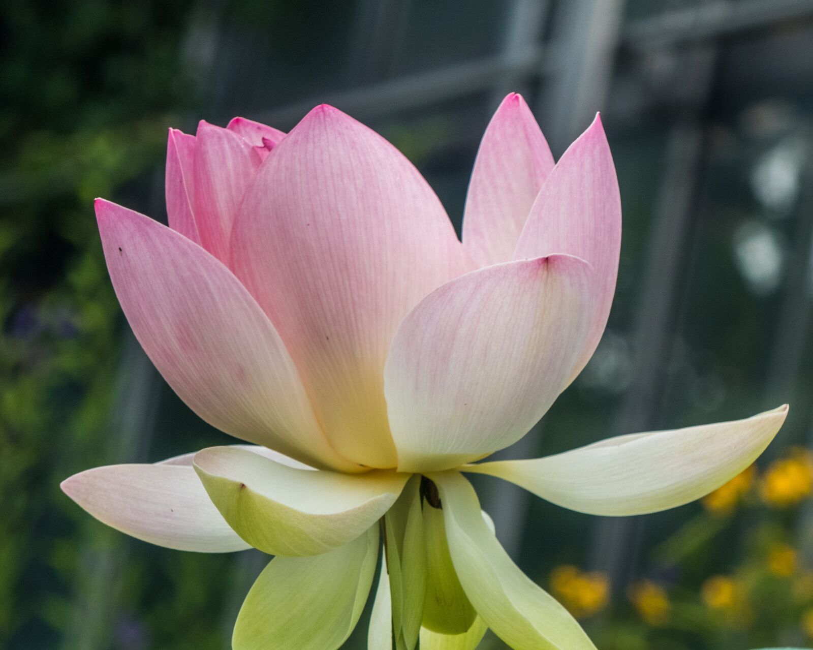 Panasonic Lumix DMC-FZ300 sample photo. Lotus, blossom, bloom photography