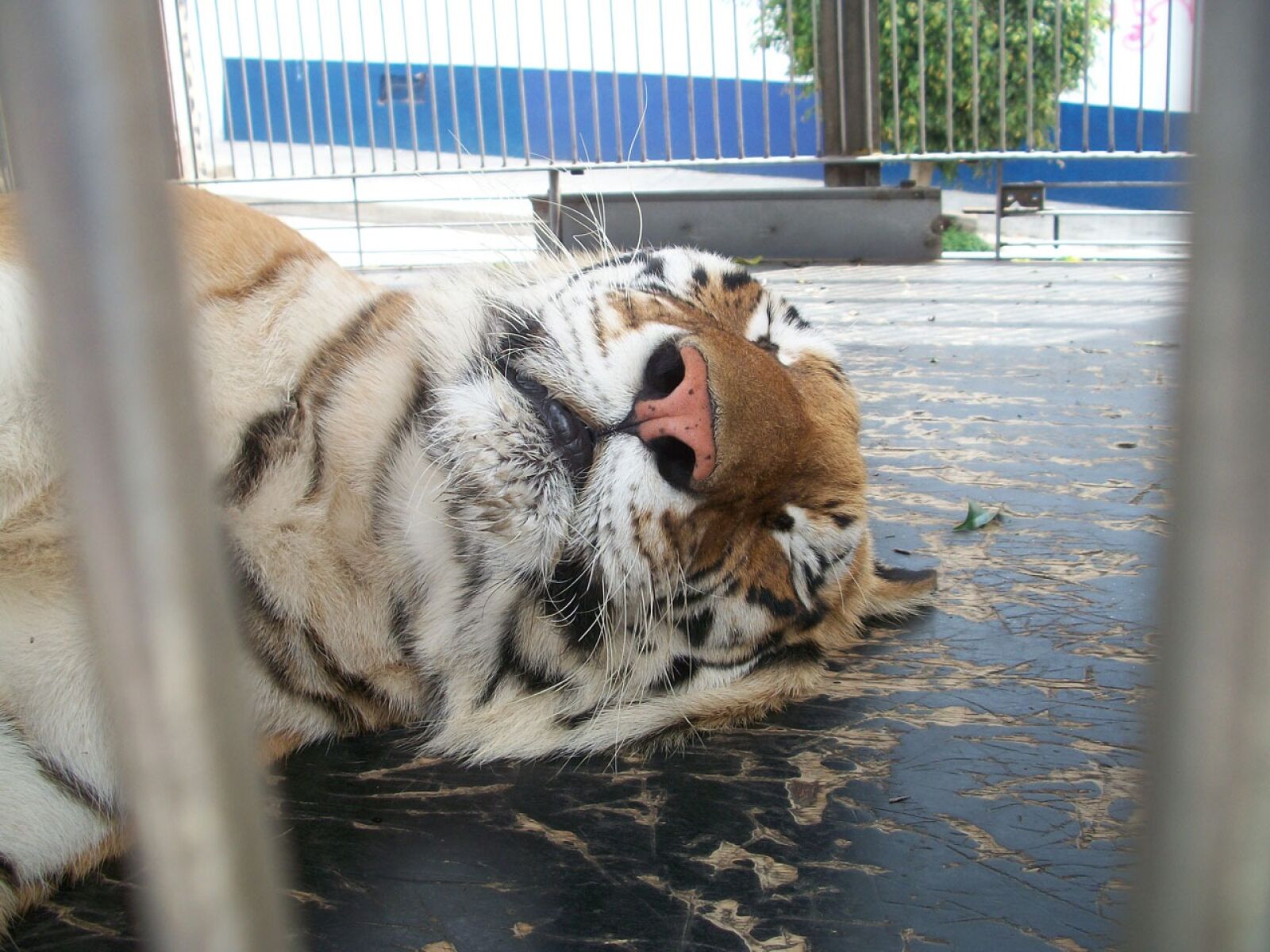 Kodak EASYSHARE M340 DIGITAL CAMERA sample photo. Tiger, cage, animal photography