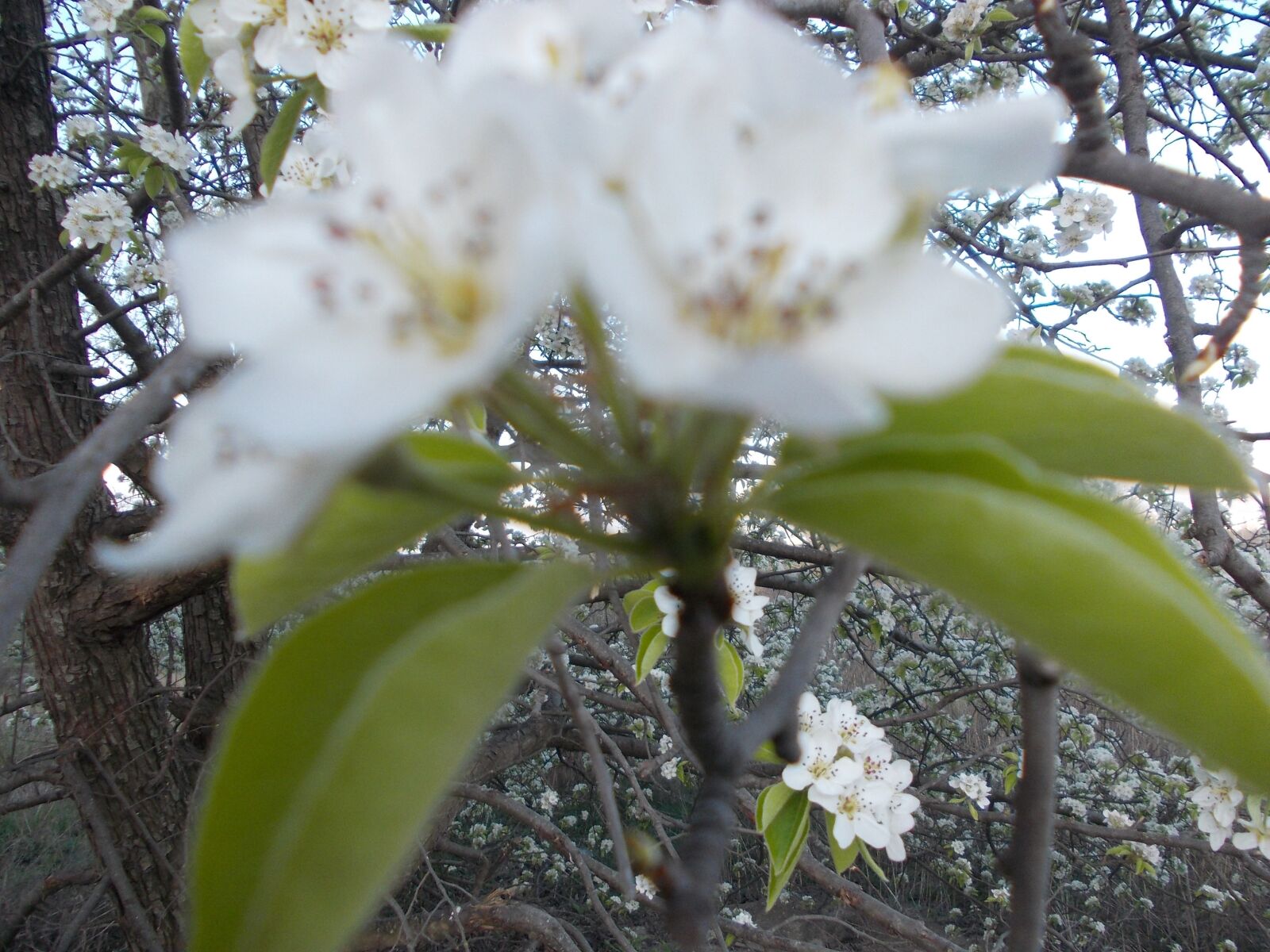 Nikon COOLPIX L25 sample photo. весна, цветок яблони, природа photography