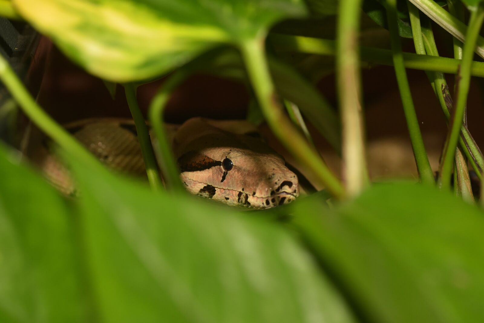 Nikon D750 sample photo. Boa, snake, head photography