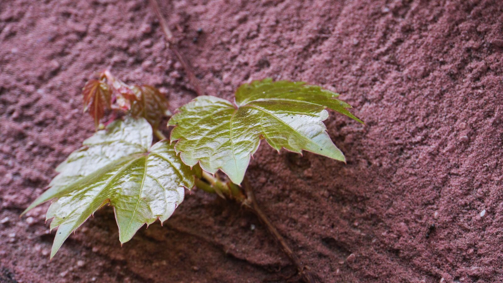 Panasonic Lumix DMC-GH3 sample photo. Leaf, plants, nature photography