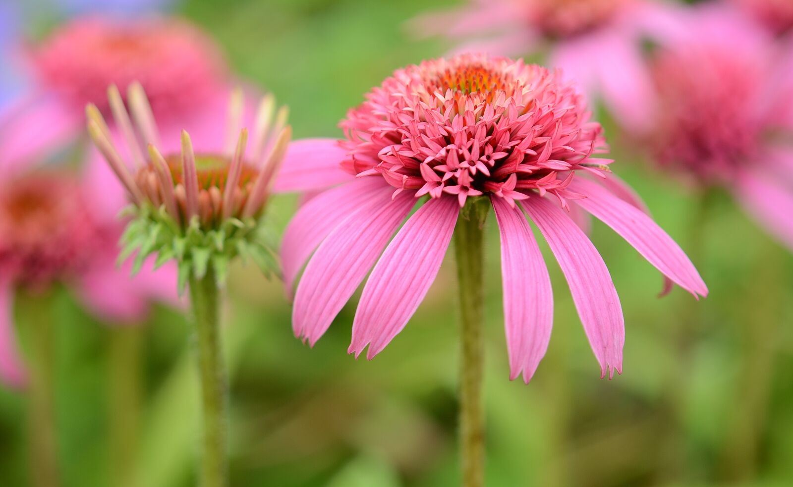 Nikon D7000 sample photo. Flower, natur, spring photography