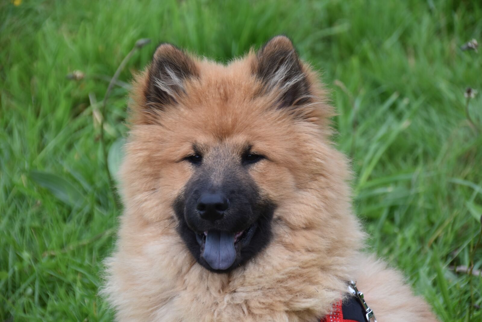 Nikon D5600 sample photo. Dog, bitch, eurasier female photography