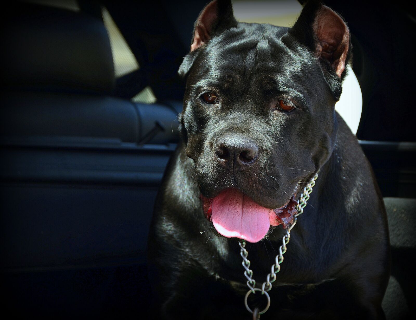 Nikon D5100 sample photo. Hund, schwarz, zunge photography