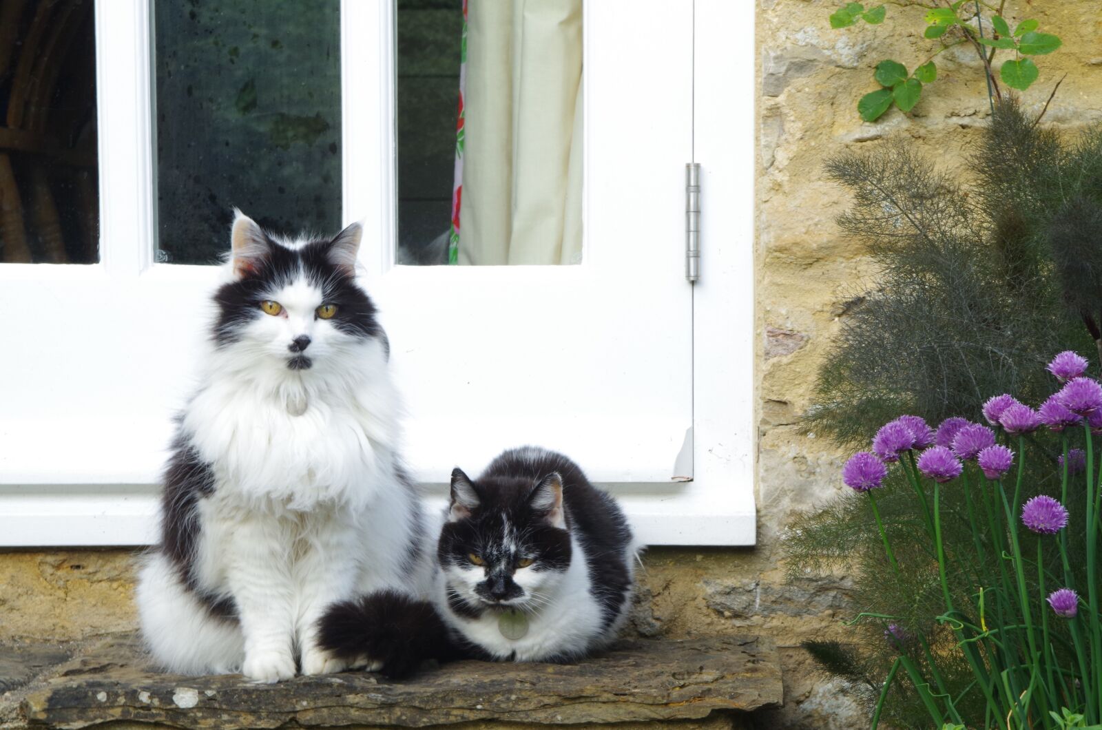 Pentax K-30 sample photo. Domestic, cat, animalia photography