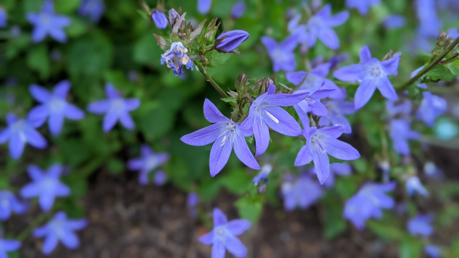 Google Pixel 3 sample photo. Flower, blue, spring photography