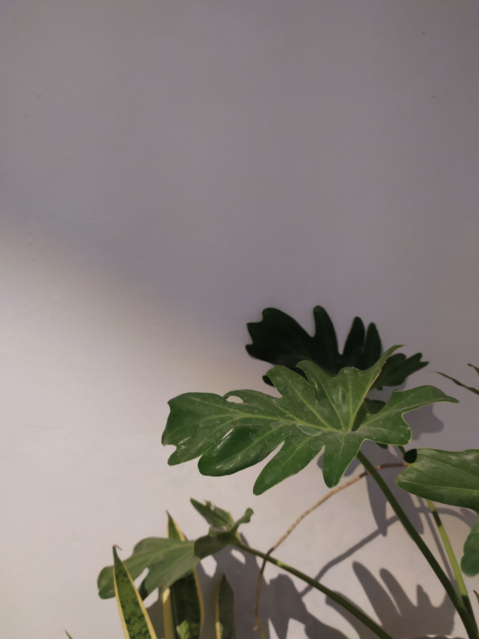 Xiaomi Redmi Note 8 sample photo. Leaf, background, wallpaper photography