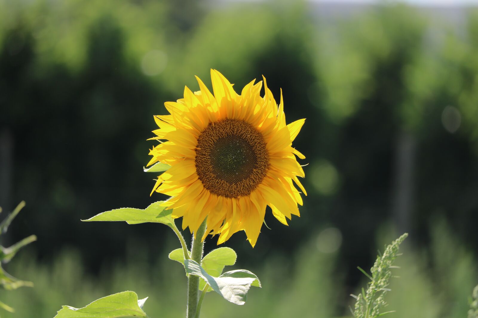 Canon EOS 750D (EOS Rebel T6i / EOS Kiss X8i) + Canon EF-S 55-250mm F4-5.6 IS STM sample photo. Sun, sunflower, yellow photography