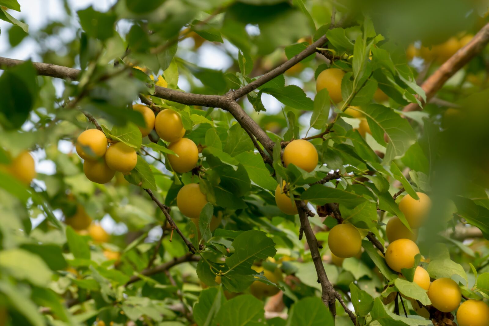 Nikon D3300 sample photo. Plum, fruit, food photography