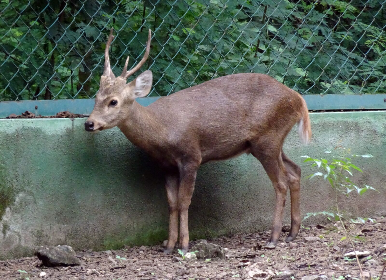 Sony Cyber-shot DSC-HX90V sample photo. Indian hog deer, hyelaphus photography