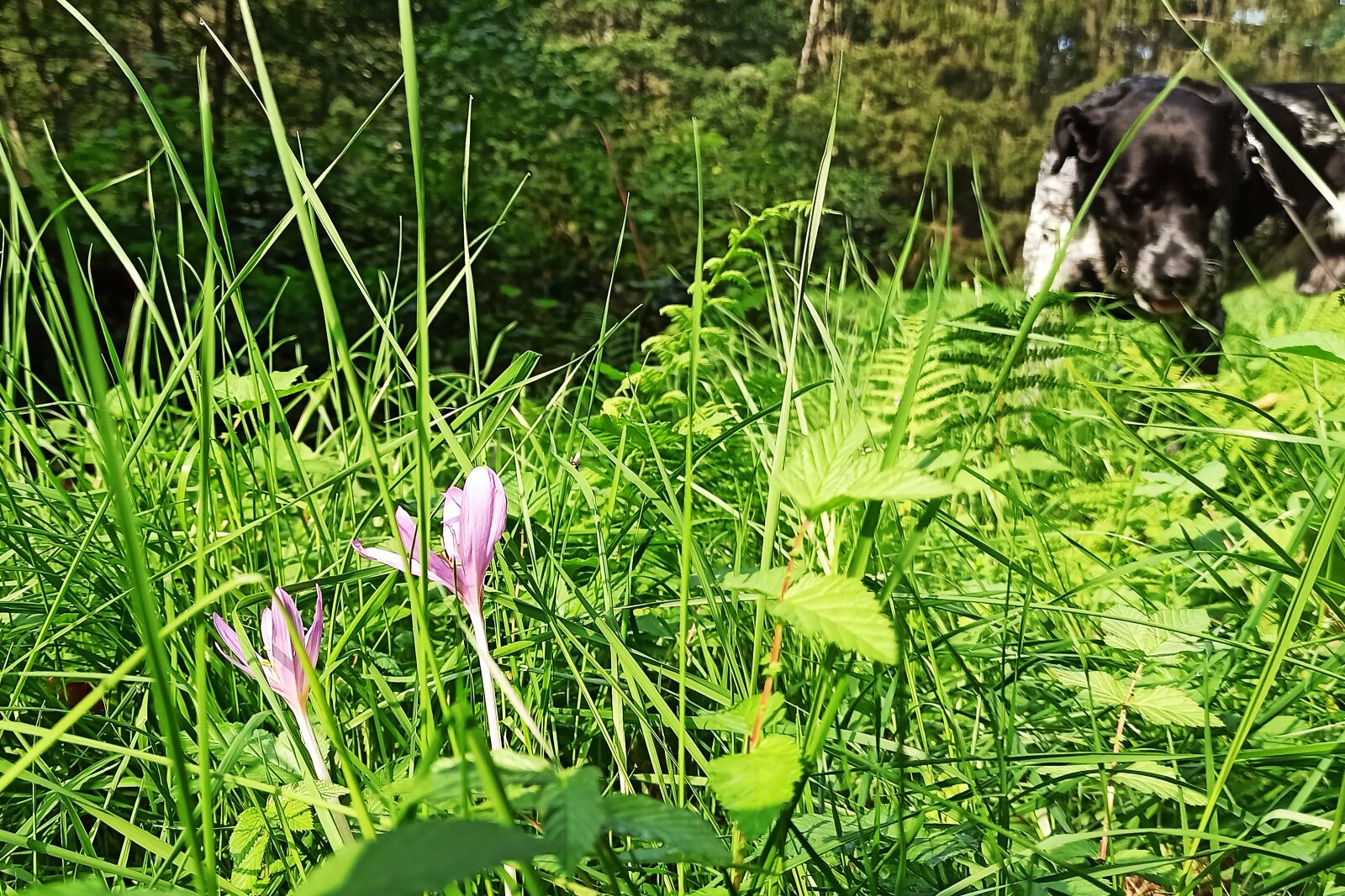Xiaomi Redmi Note 8 Pro sample photo. Autumn, meadow, herbstzeitlose photography