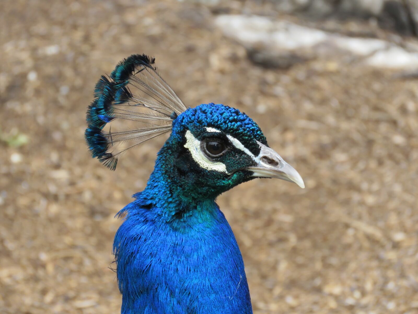 Canon PowerShot SX60 HS sample photo. Peacock, peafowl, bird photography