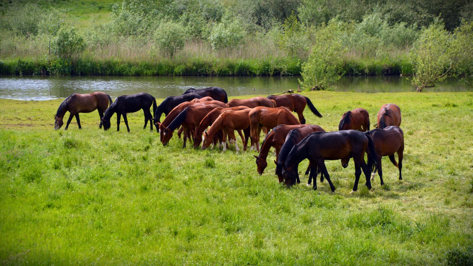 Nikon D5200 sample photo. Horses, flock, coupling photography