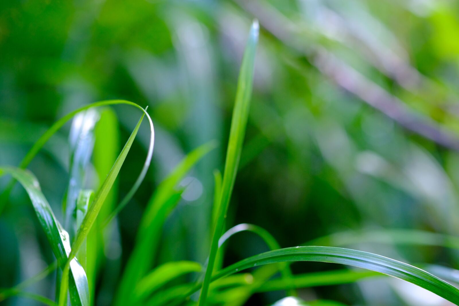 Fujifilm X-T20 sample photo. Grass, blades of grass photography