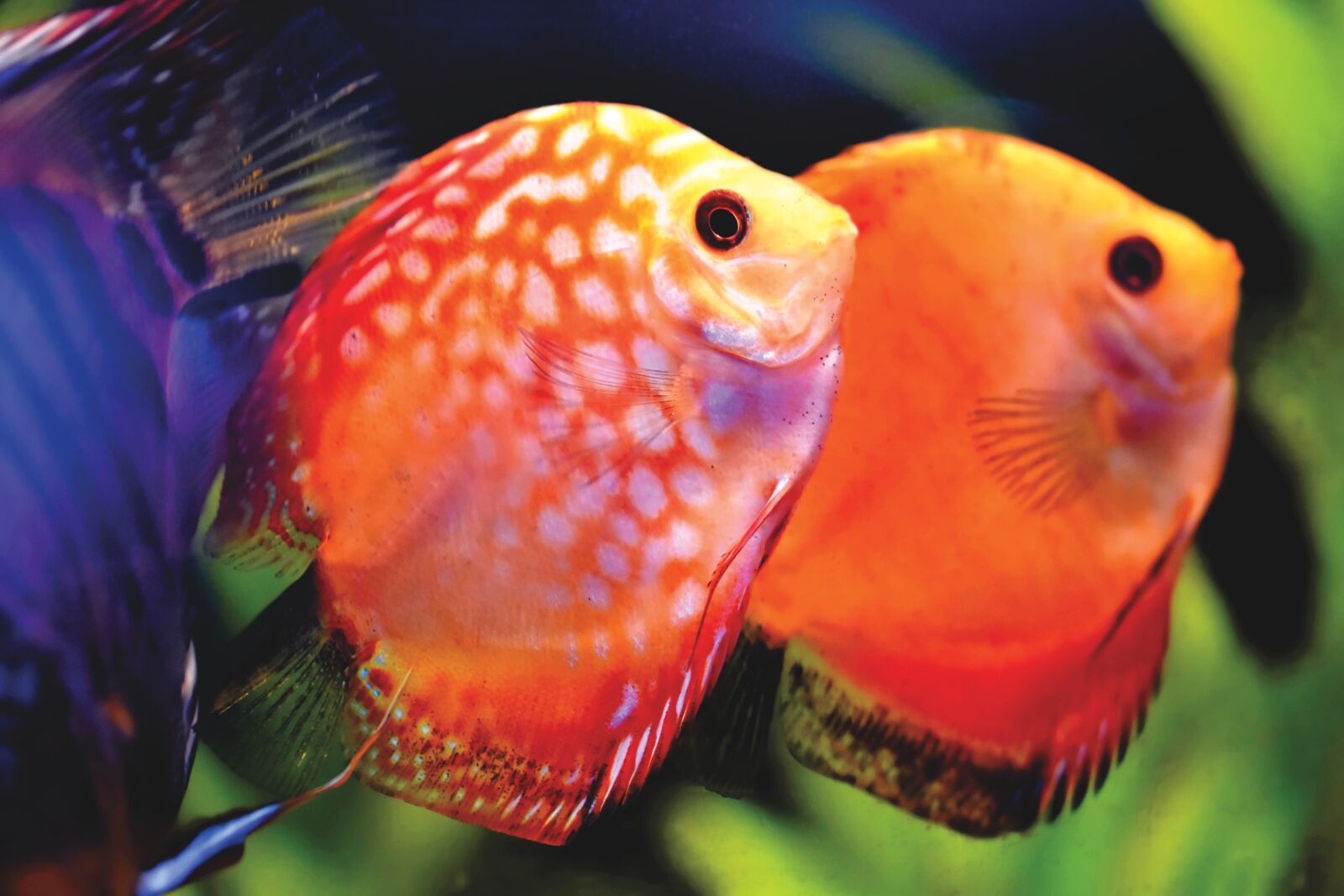 Nikon D7200 sample photo. Fish, toy, aquarium photography