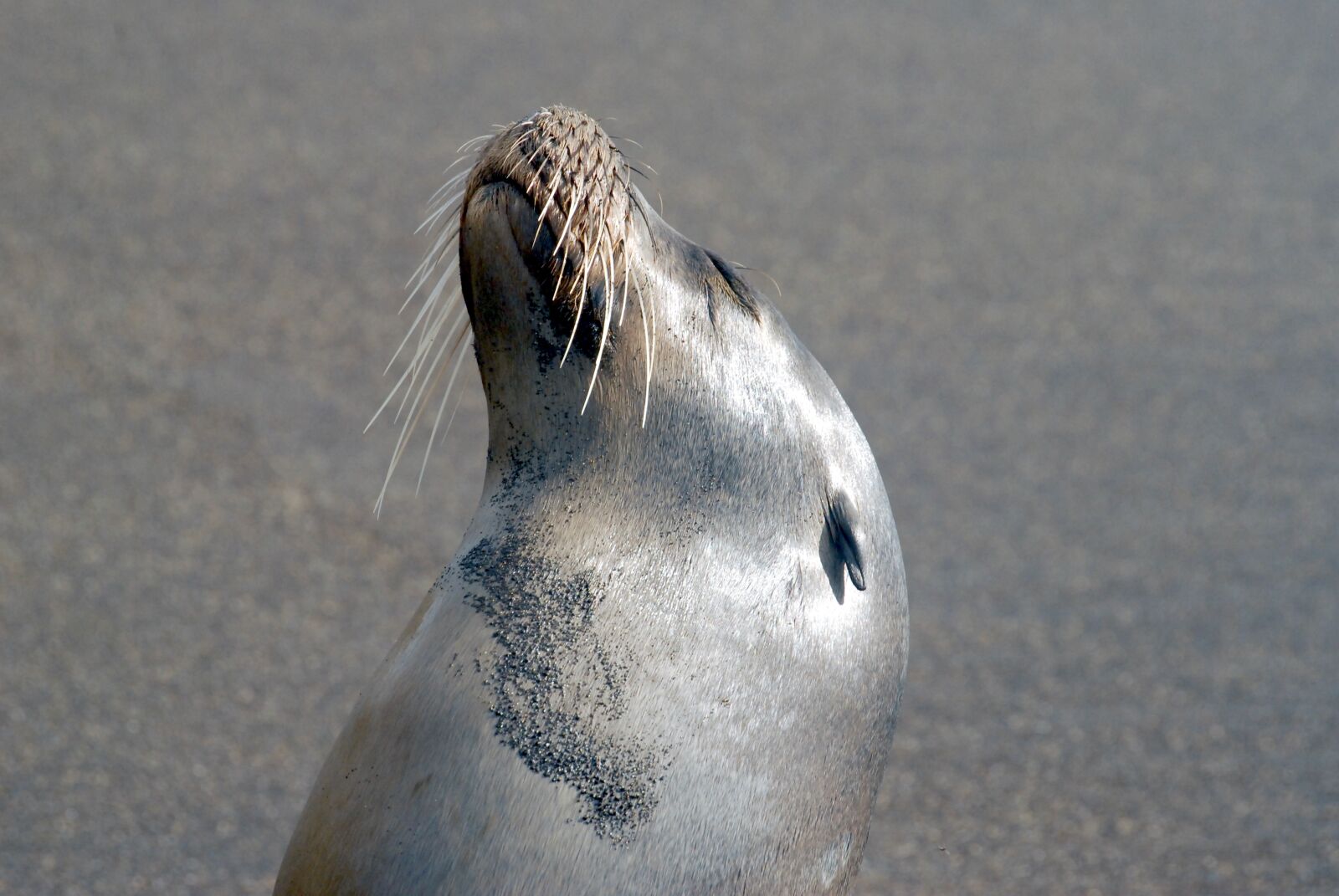 Nikon D200 sample photo. Galapagos, sea lion, marine photography