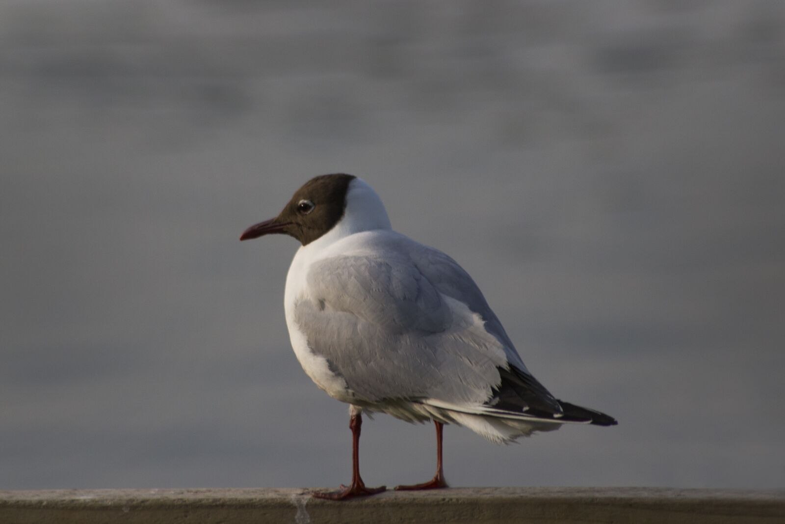 Canon EOS 100D (EOS Rebel SL1 / EOS Kiss X7) sample photo. Seabird, beach, sea photography