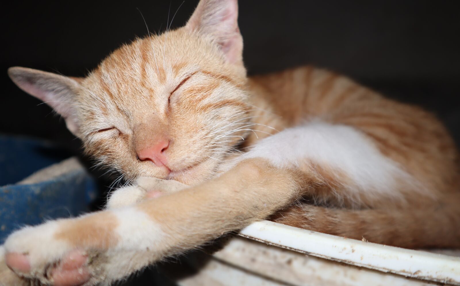 Canon EOS M50 (EOS Kiss M) sample photo. Pet, cat, lovely cat photography