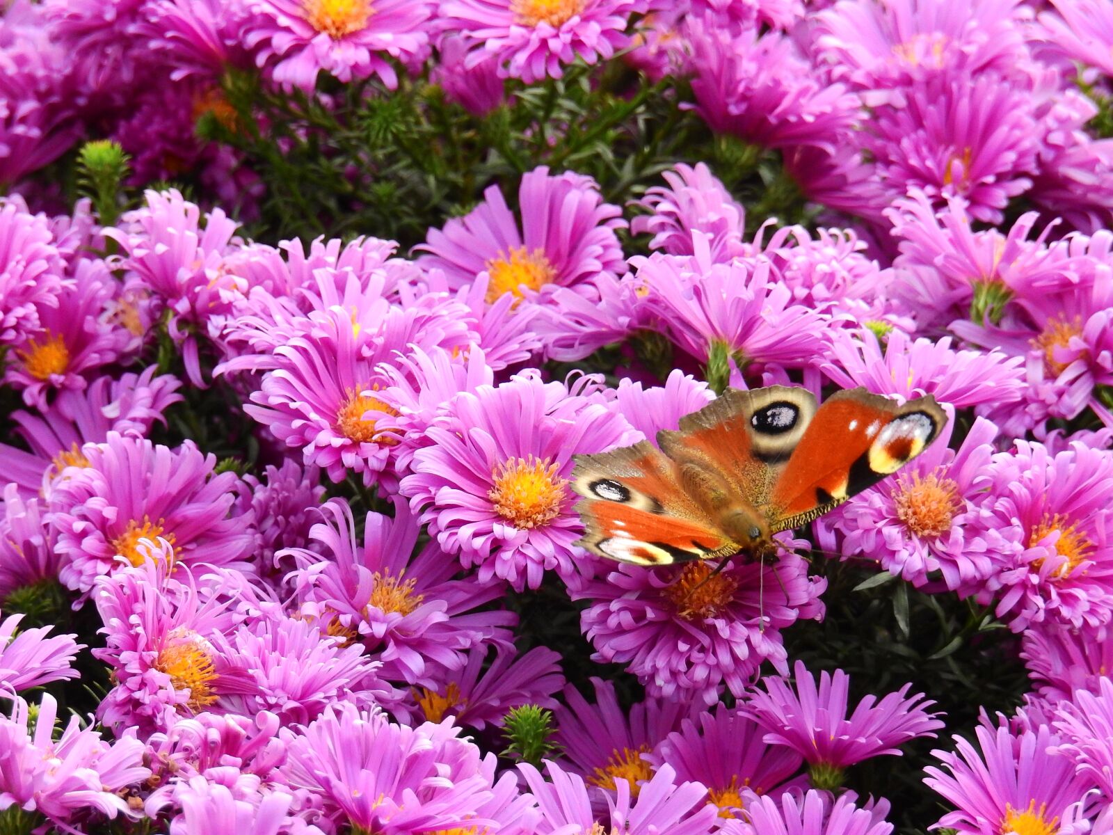 Nikon Coolpix P900 sample photo. Flowers, purple, nature photography