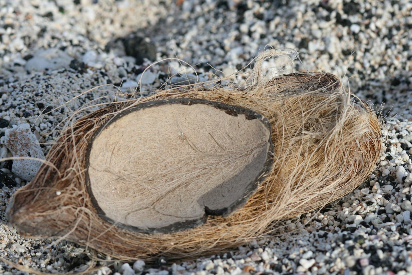 Canon EOS 400D (EOS Digital Rebel XTi / EOS Kiss Digital X) sample photo. Beach, coconut, shell photography