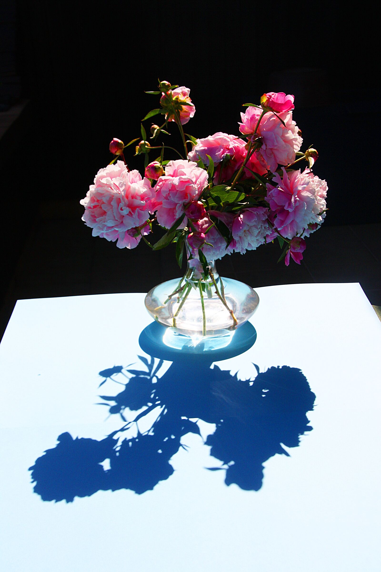 Canon EOS 1000D (EOS Digital Rebel XS / EOS Kiss F) sample photo. Still life, backlighting, flowers photography