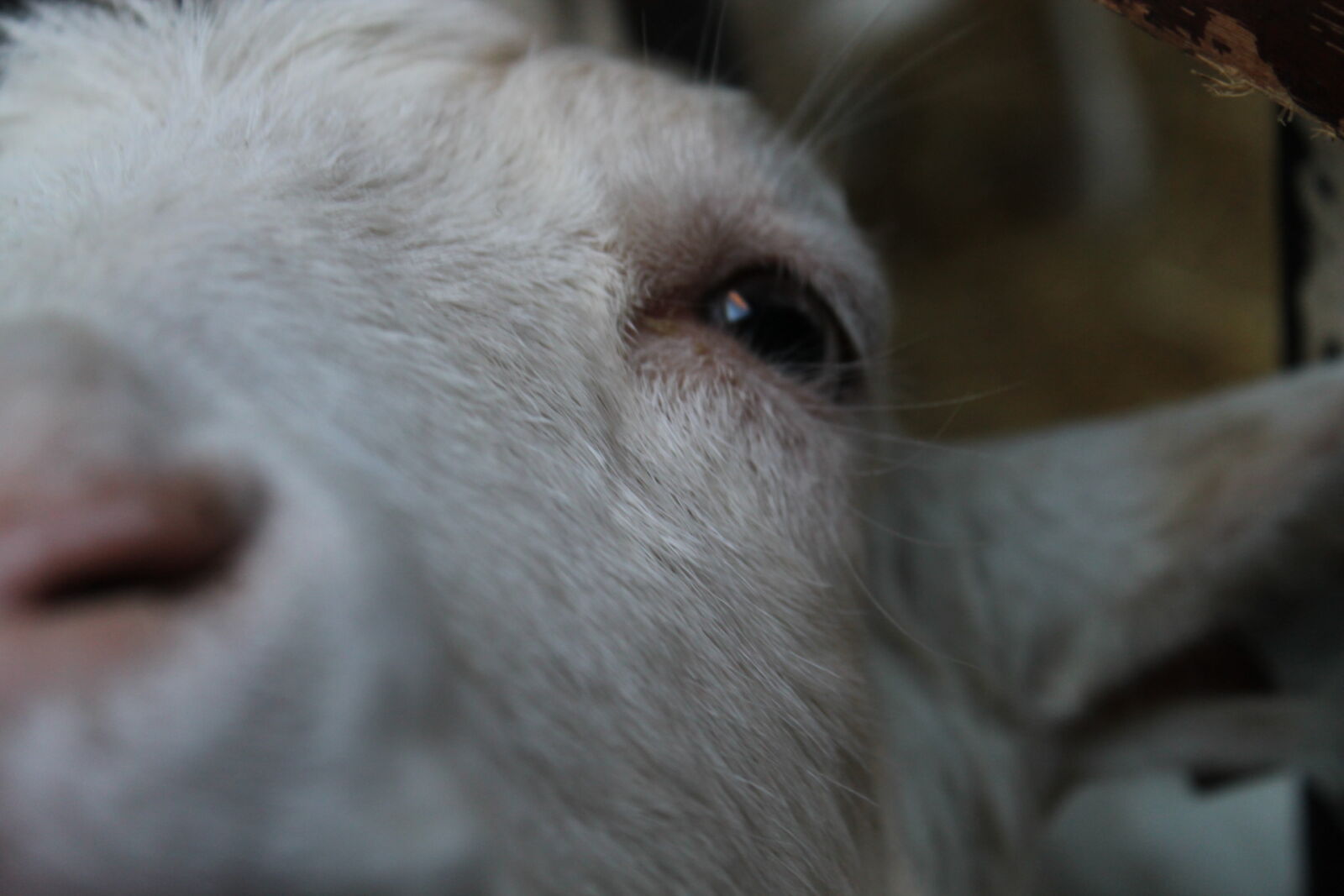 Canon EOS 1100D (EOS Rebel T3 / EOS Kiss X50) sample photo. Baby, cute, eyes, goat photography