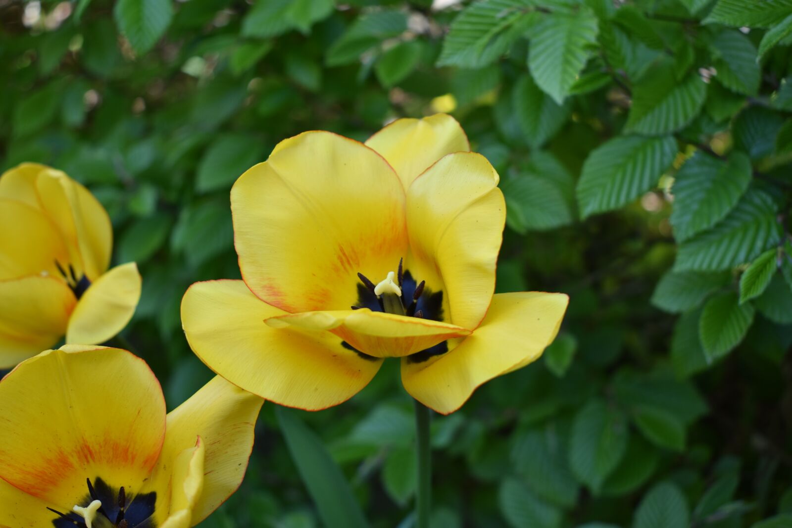 Nikon D3400 sample photo. Tulips, garden, spring photography