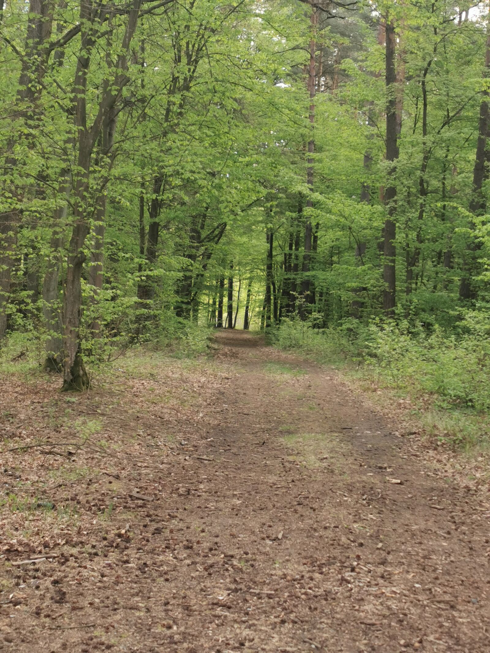 HUAWEI P30 Pro sample photo. Forest, spring, nature photography