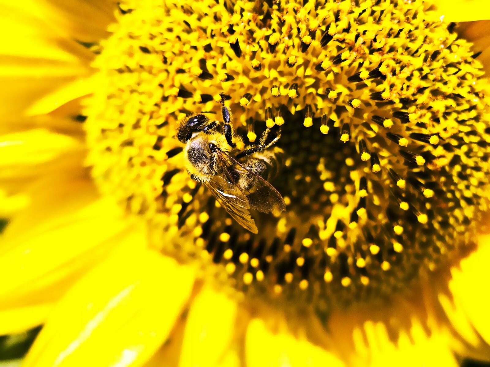 Canon POWERSHOT G9 sample photo. Bee, sunflower, work photography