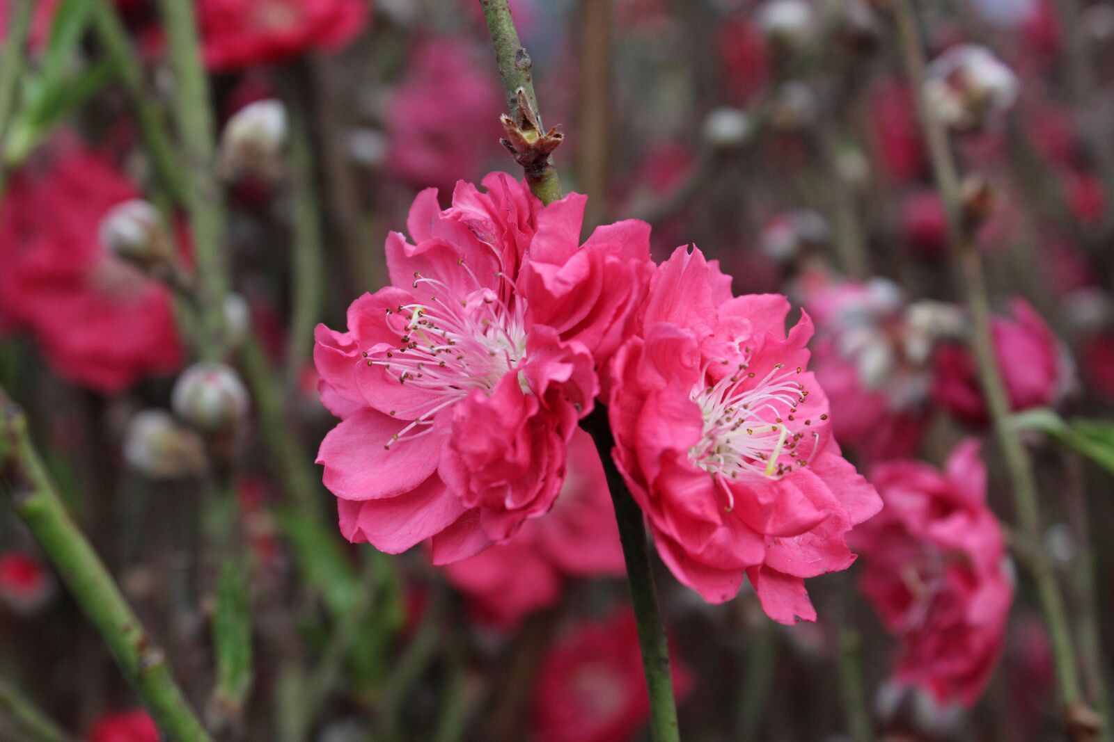 Canon EOS 650D (EOS Rebel T4i / EOS Kiss X6i) sample photo. Cherry blossom, chinese new photography