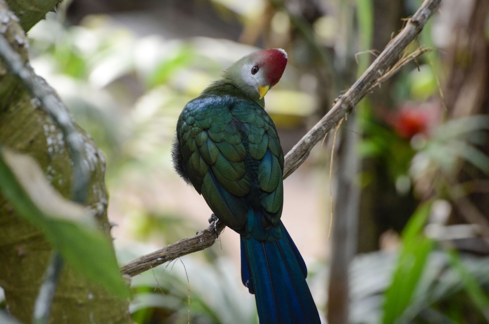 Nikon D7000 sample photo. Tauraco erythrolophus, rotschopfturako, bird photography