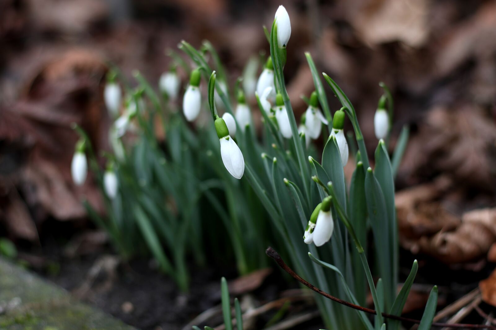 Canon EF 50mm F1.8 STM sample photo. Galanthus, snowdrop, sheet photography