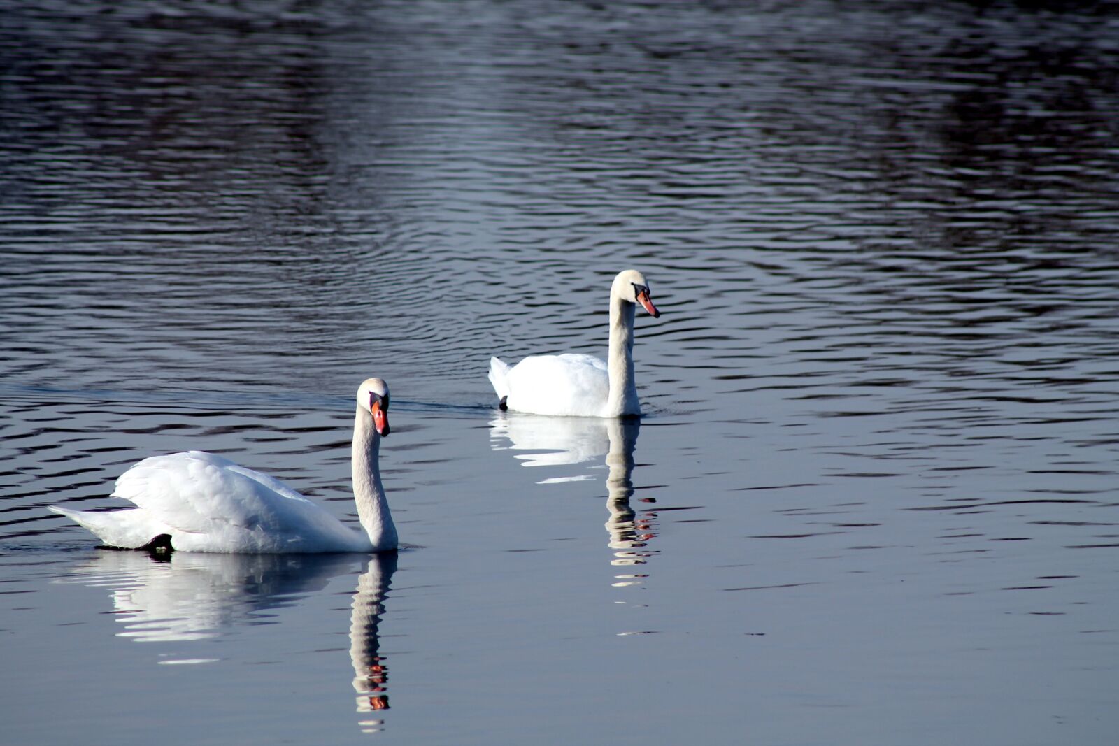 Canon EOS 1100D (EOS Rebel T3 / EOS Kiss X50) + EF75-300mm f/4-5.6 sample photo. Swans, bird, feathers photography