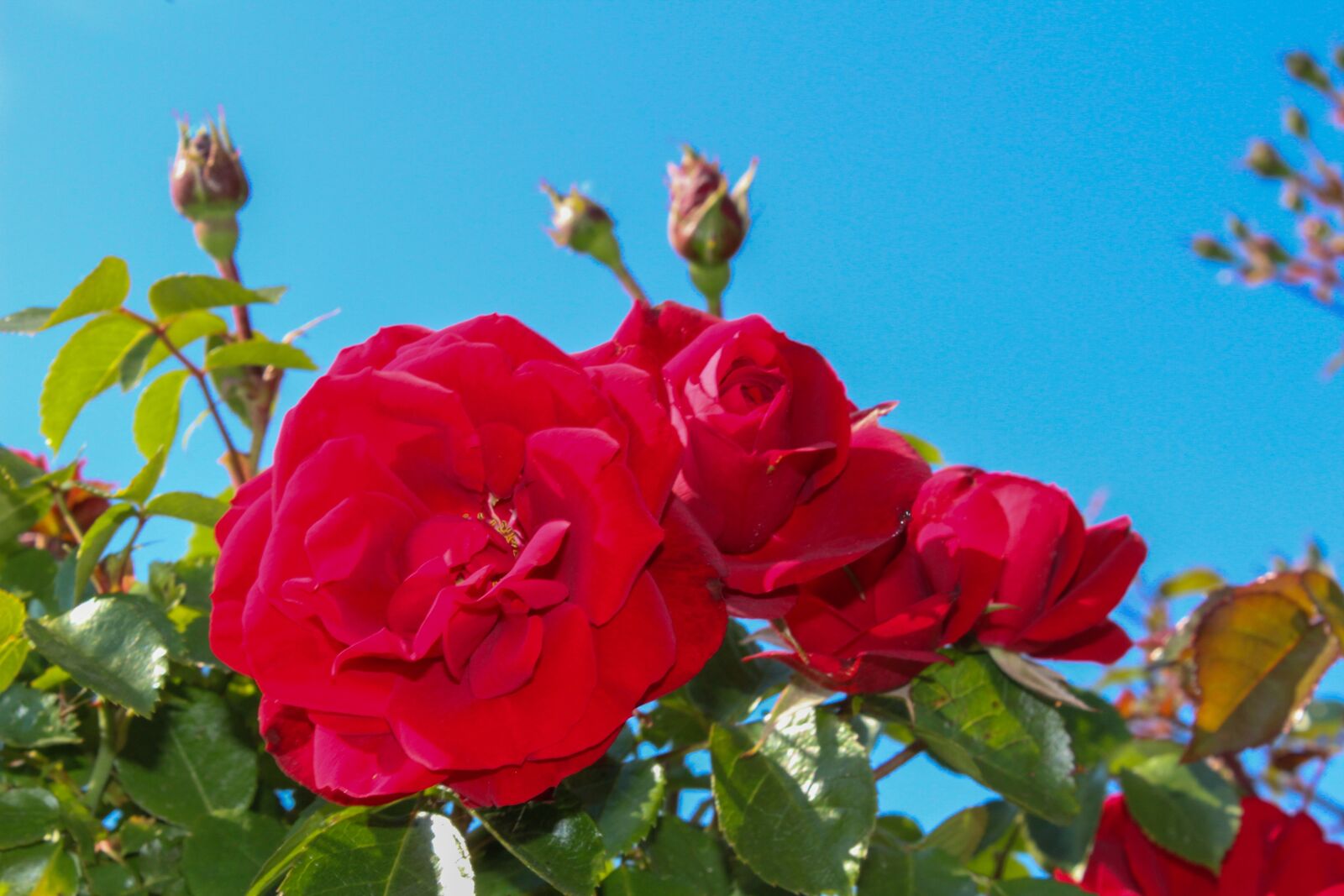 Canon EOS 1300D (EOS Rebel T6 / EOS Kiss X80) sample photo. Rose, blossom, bloom photography