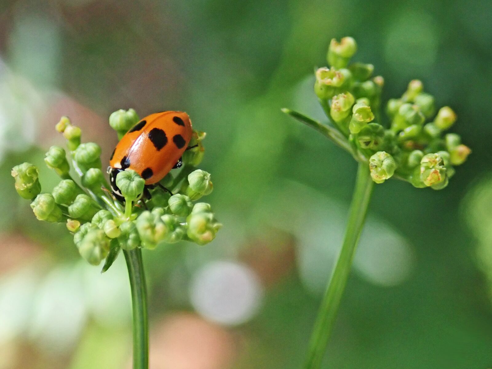 Olympus TG-5 sample photo. Ladybug, insect, beetle photography