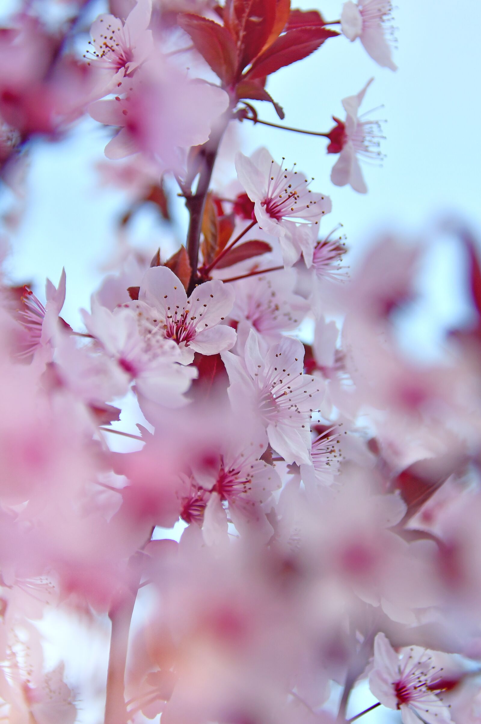 Nikon D3200 sample photo. Spring, spring flowers, pink photography
