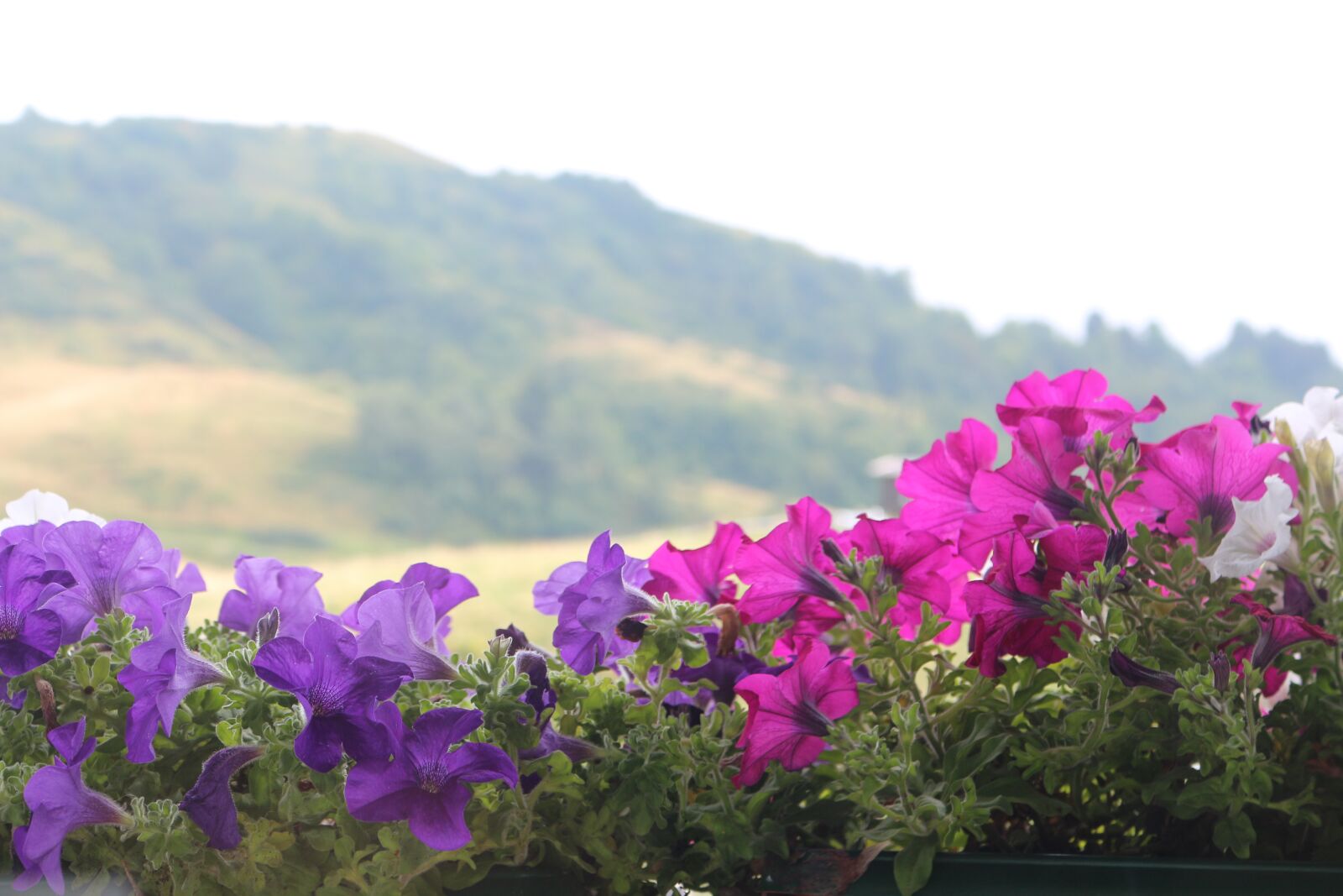 Canon EOS 700D (EOS Rebel T5i / EOS Kiss X7i) sample photo. Flowers, mountain, nature photography