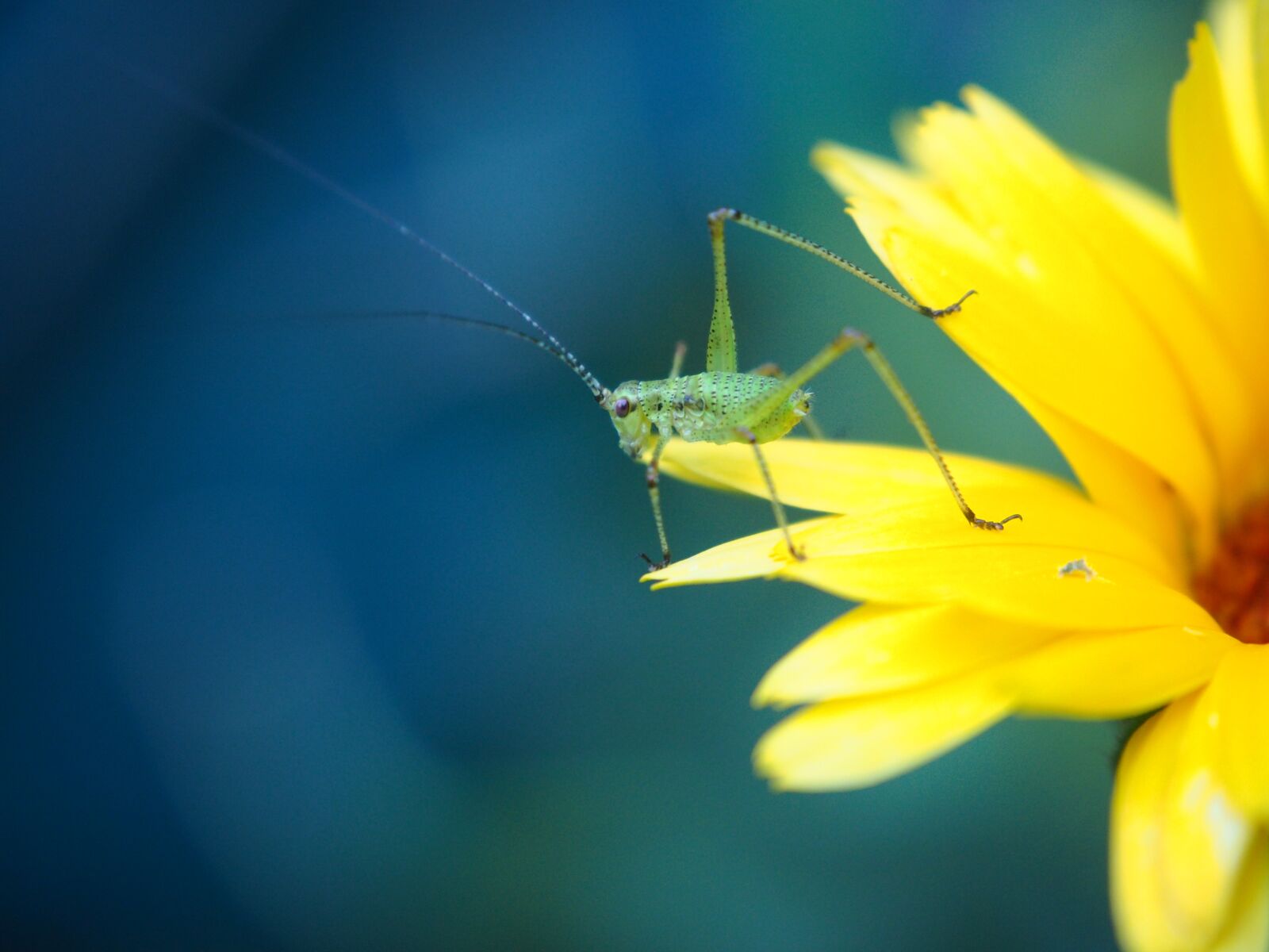 Olympus OM-D E-M10 sample photo. Grasshopper, insect, close up photography