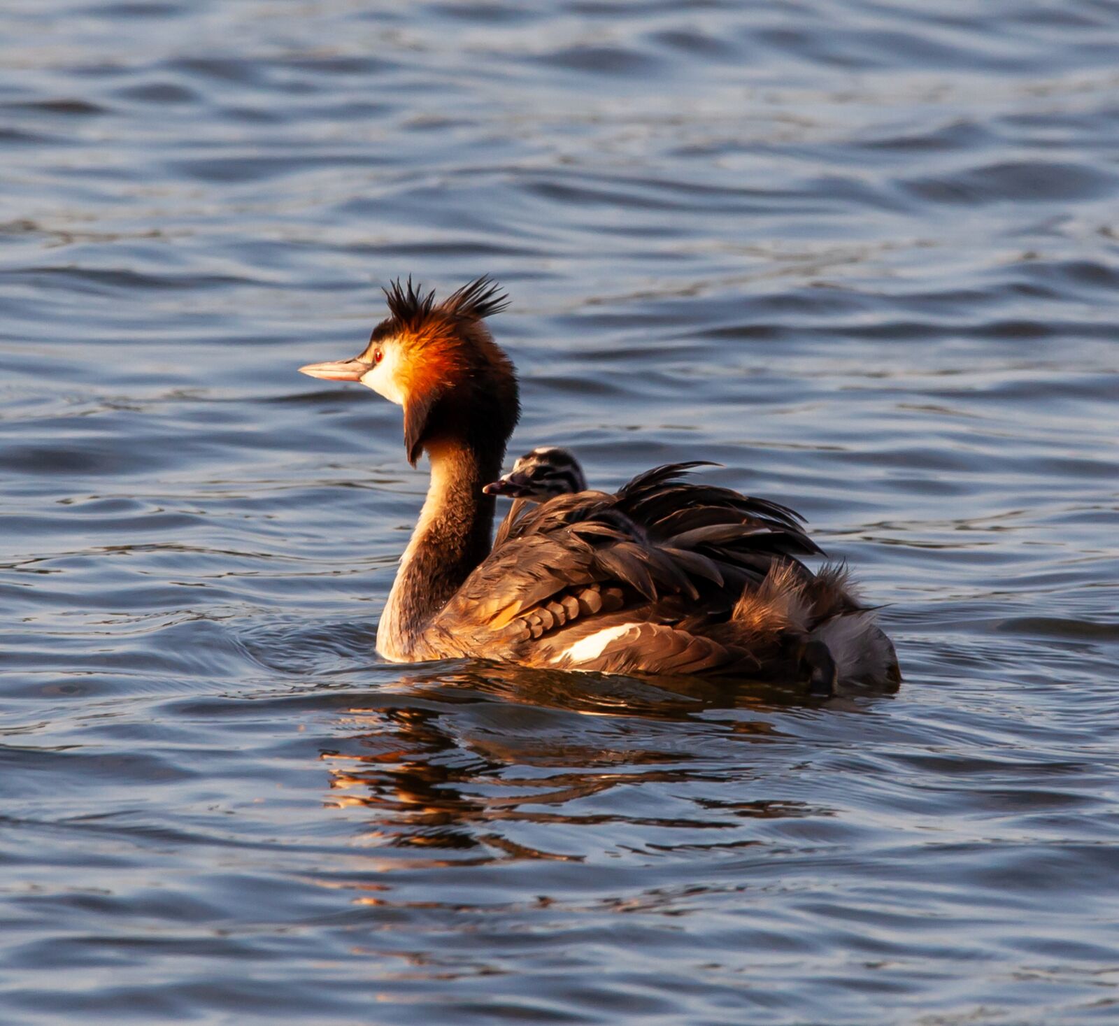 150-600mm F5-6.3 DG OS HSM | Contemporary 015 sample photo. Great crested grebe, great photography