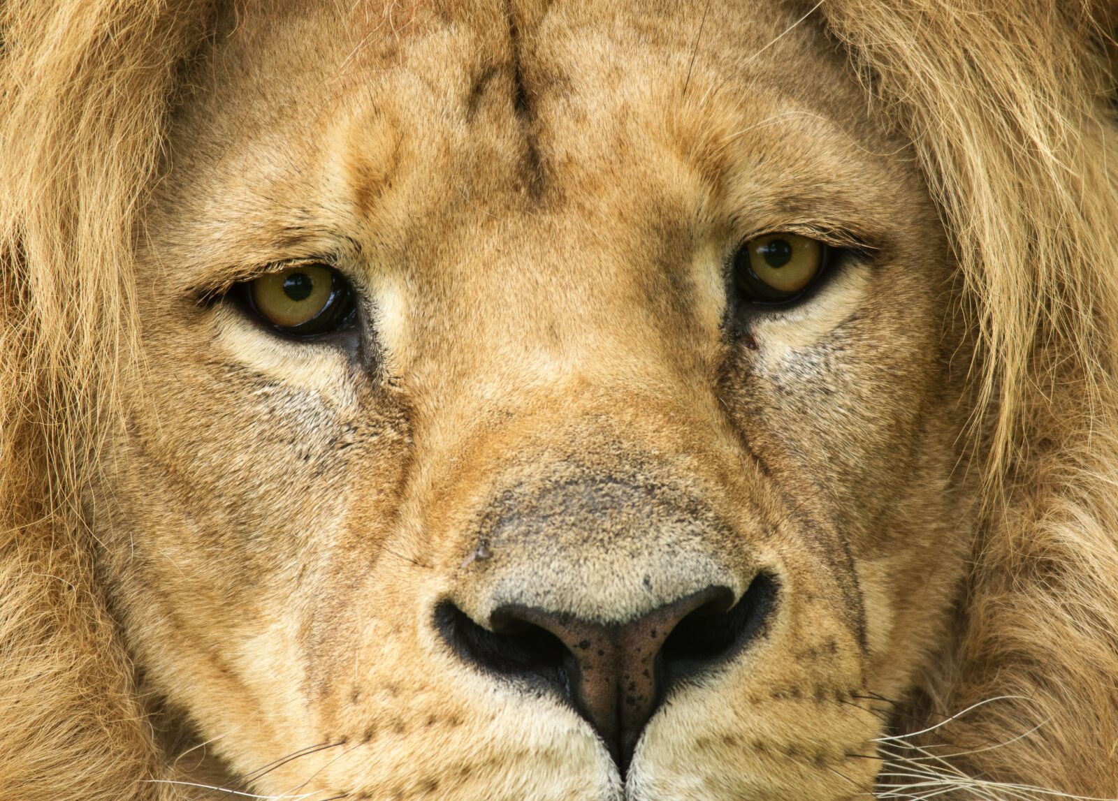 Nikon D5600 sample photo. Lion, tawny, look photography