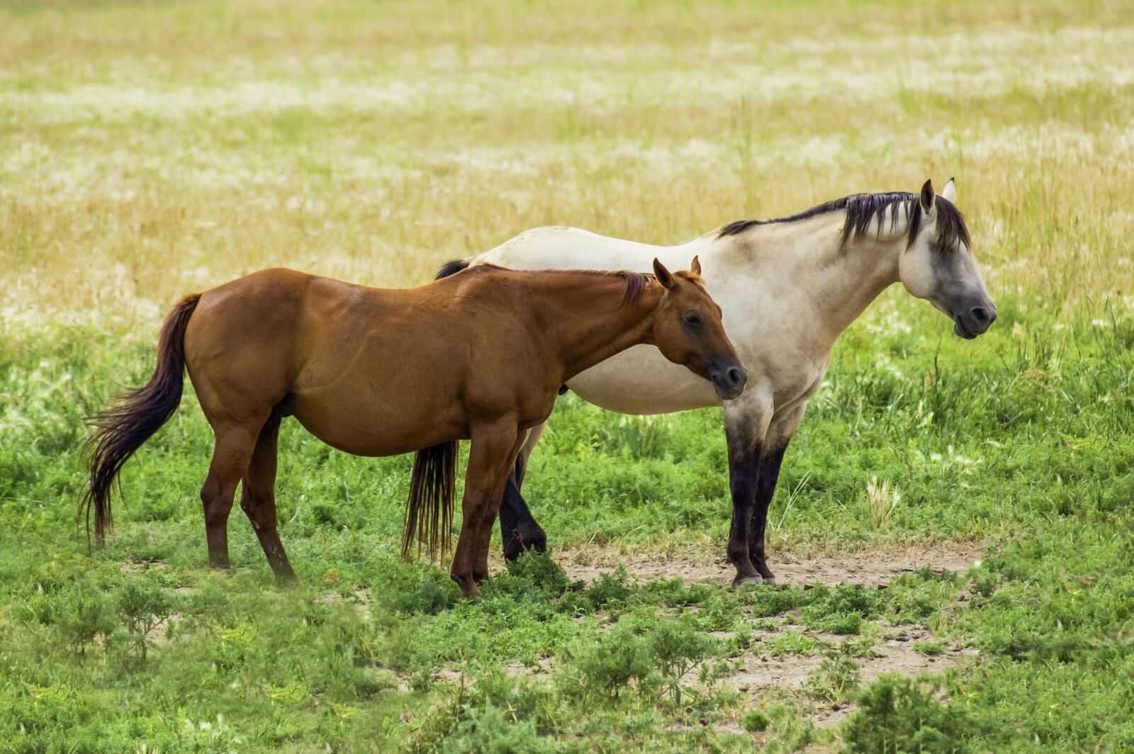 Canon EOS 5D Mark II sample photo. Horses, farm, animals photography